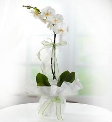 Beyaz orkide S 804