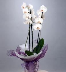 Orkide 2 dal(beyaz) S - 812